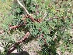 Vachellia schaffneri