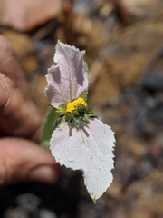 Dalechampia caperonioides