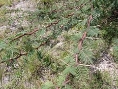Vachellia schaffneri