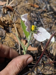 Dalechampia caperonioides