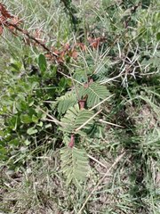 Vachellia schaffneri