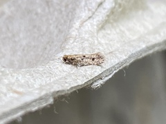 Niditinea orleansella