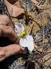 Dalechampia caperonioides
