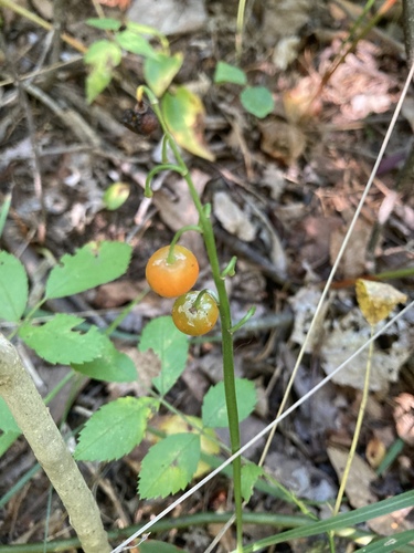 Convallaria majalis