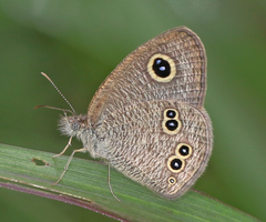 Ypthima baldus madrasa