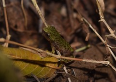 Exerodonta smaragdina