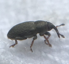 Tychius picirostris