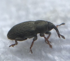 Tychius picirostris