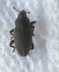 Tychius picirostris