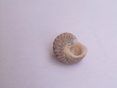 Steromphala