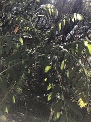 Cedrela fissilis