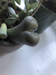 Lithops