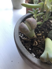 Lithops