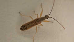 Paromius gracilis