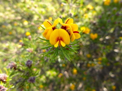 Pultenaea mollis