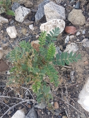 Sibbaldianthe orientalis