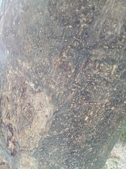 Enterolobium cyclocarpum