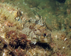 Centropogon australis