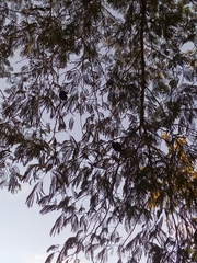 Enterolobium cyclocarpum