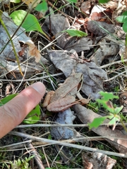 Lithobates sylvaticus image