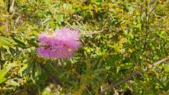 Melaleuca nesophila