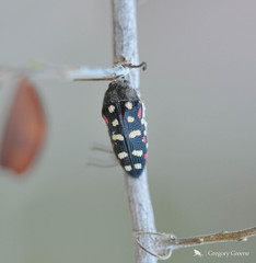 Acmaeodera gibbula