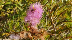 Melaleuca nesophila