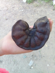 Enterolobium cyclocarpum