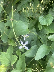 Clematis terniflora