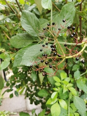 Sambucus nigra