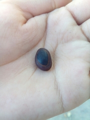 Enterolobium cyclocarpum