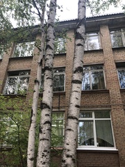 Betula