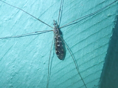 Tipula confusa