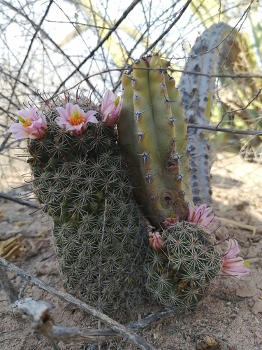 Sheldon's pincushion