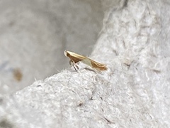 Caloptilia packardella
