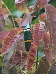 Chrysochroa viridisplendens