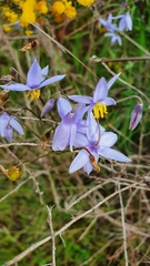 Hemerocallidoideae