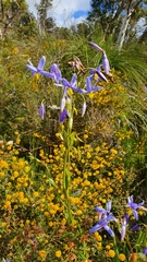 Hemerocallidoideae