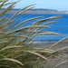 European Marram Grass - Photo (c) Wendy Feltham, some rights reserved (CC BY-NC), uploaded by Wendy Feltham