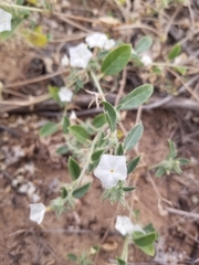 Evolvulus nuttallianus