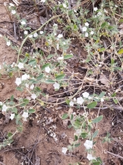 Evolvulus nuttallianus