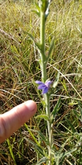 Lobelia reverchonii