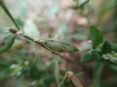 Uromyces polygoni-avicularis