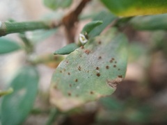 Uromyces polygoni-avicularis
