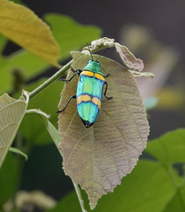 Chrysochroa viridisplendens