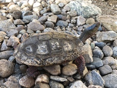 Rhinoclemmys pulcherrima pulcherrima