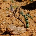 Trachyandra tortilis - Photo (c) Nick Helme, algunos derechos reservados (CC BY-SA), subido por Nick Helme
