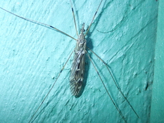 Tipula confusa