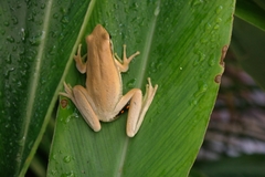 Litoria adelaidensis