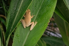 Litoria adelaidensis